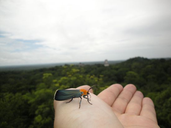 Ein "Mayakaefer" erzaehlt uns die Geschichte des verschwundenen Goldschatzes...