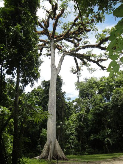 La Ceiba - Der Nationalbaum