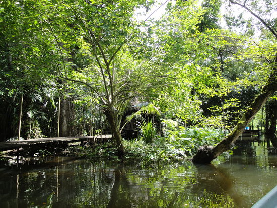 Mitten im Mangrovenwald und kaum zu sehen...