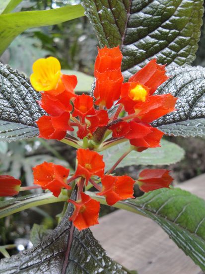 ... sowie auch immer wunderschoene Blumen...