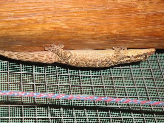 ... einen netten Mitbewohner im Zimmer...