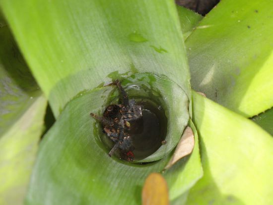 ... eine schoene Vogelspinne in einer Pflanze...