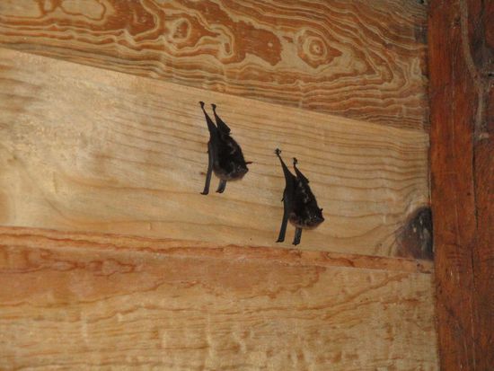 ... unsere treuen Fledermaeuschen "Sanchoz und Panchoz", die immer im Gemeinschaftsbad waren...