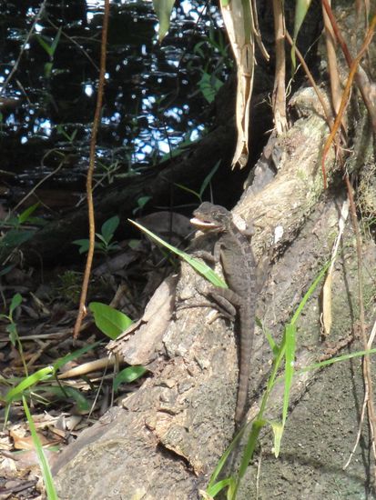 ... eine flotte Echse...