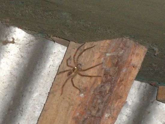 ... und so eine richtig eklige Spinne, die einen Durchmesser von 8 cm hatte.