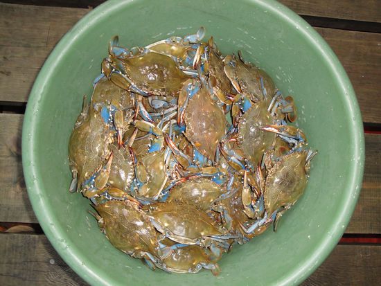 Krebse gabs auch jede Menge...