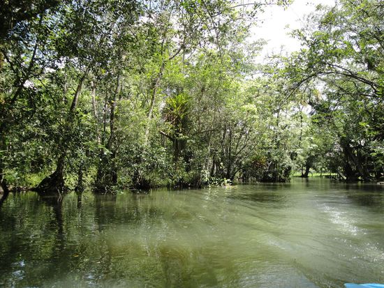 ... durch den Mangrovenwald...