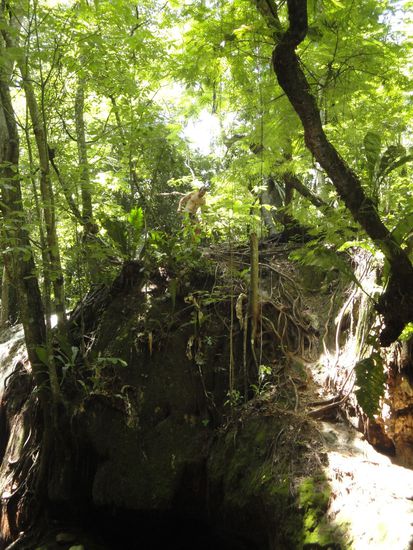 ... den Wald erkunden...