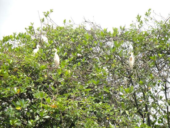 Bedrohtes Vogelparadies des Rio Dulces.