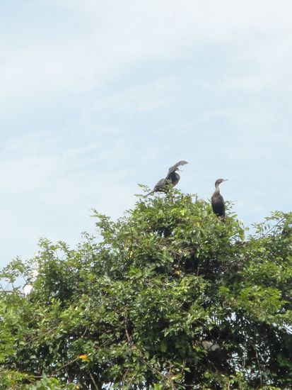 Fische scheint es noch genug zu geben, den die gefraessigen Kormorane sind zu Tausenden am brueten.