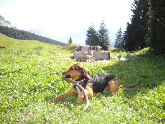 Corado hat einen Hirsch gejagt 