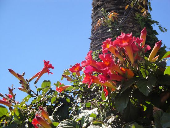 Blumen fuer Sina und Mietz