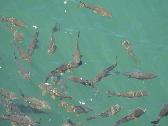 Riiiiiiesige Fische beim ersten Halt an einem Stausee