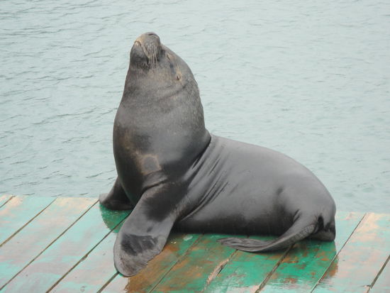 Wenn diese Seelöwen nicht so stinken würden, wären sie total süss...