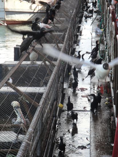 Die hungrige Meute beim Fressen.