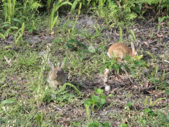 ... und gleich hinter uns hoppeln die Hasen herum.