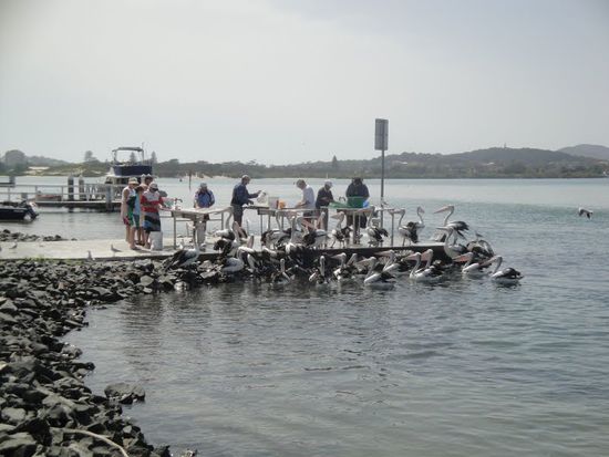 Gierige Maeuler am Filetiertisch