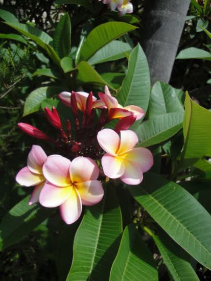 Wunderschoene Blumen bluehen hier an Baeumen