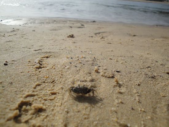 Guten Taaaaaag kleiner Sandbewohner!