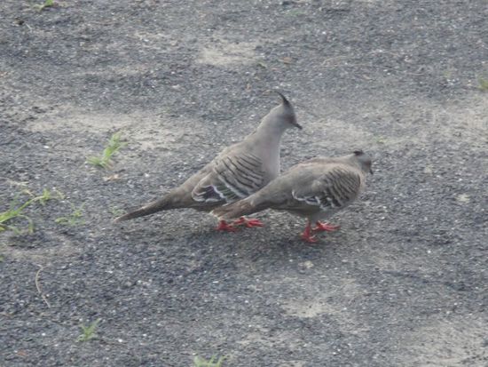 Ruedig ziehen sie von Dannen...
