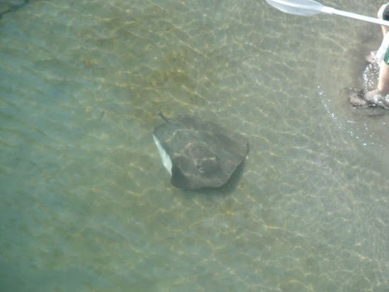 Ein Stachelrochen ohne Stachel.