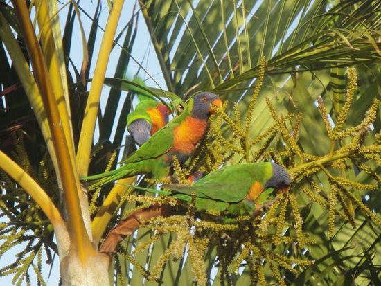 Die Truppe hier sorgt auch dafuer, dass wir Morgens immer moeglichst frueh aufwachen...