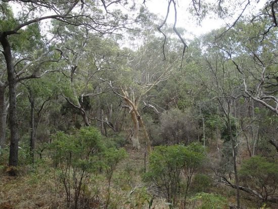Durch diesen ausgedoerrten Wald fuehrt der Pfad...