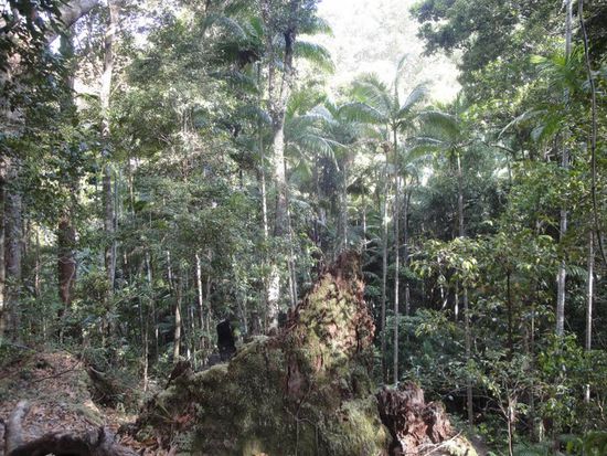 Dschungel-Feeling...