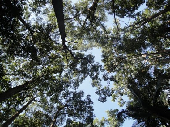 ... und riiiiiesige Baeume.