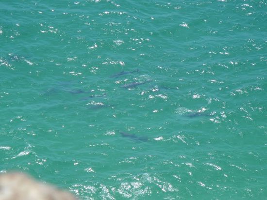... und auf die vorbeiziehenden Delfine.
