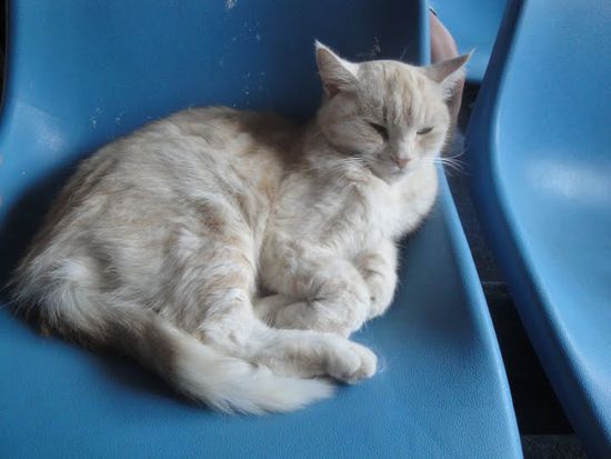 Gruss von Fraser an Frieda, Miau, Miau!