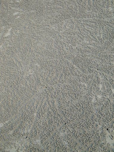 Sandkuegelchen vor den Krebsloechern, Kati ist total von den suessen Krebschen fasziniert und sie wartet vor den Loechern, bis sich wieder einer blicken laesst.