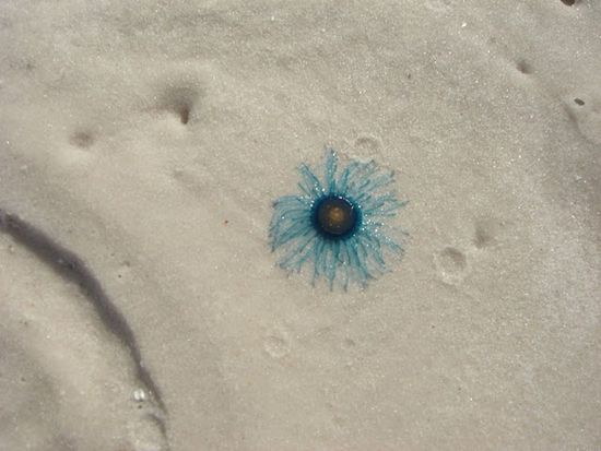 Eine kleine blaue Qualle