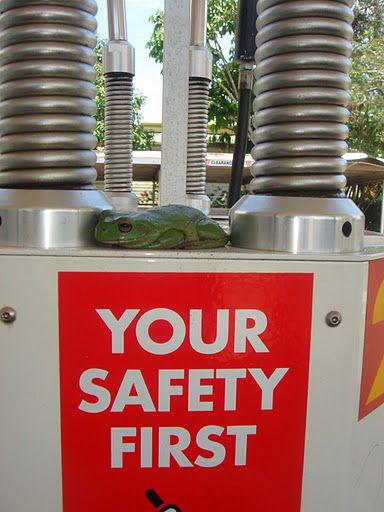 Der Frosch ist echt und zu seiner eigenen Sicherheit hat er sich auf die Tanksaeule gesetzt.