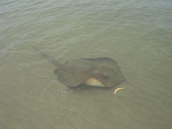 Der Sting-Ray ass gerne meine Fischchen, die eigentlich andere Fische an meinen Hacken locken sollten.