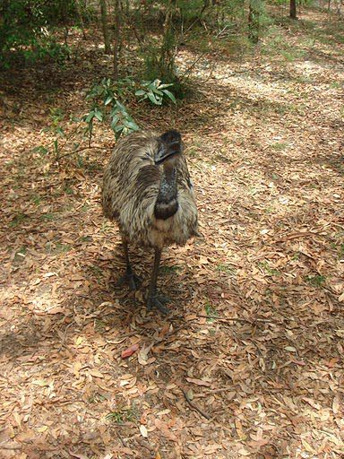 Der Emu gehoert eher zu den nervoesen und daueraktiven OZ-Animals.