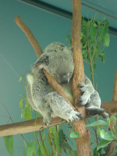 ...doch in Gemuetlichkeit sind die Koalas Weltmeister.