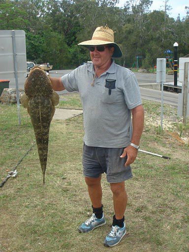 Angeber! exakt 1m lang ( Dusky Flathead )