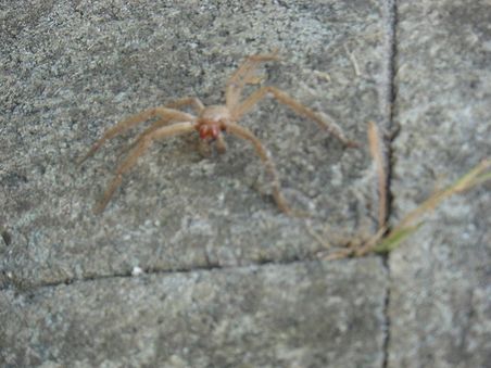 Wir dachten, es sei eine giftige Spinne, aber es war nur eine tote Huntsman.