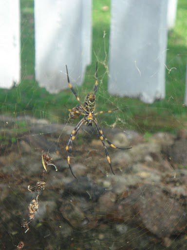 Und noch eine Spinne, aber diese hier hat noch gelebt... Elia, was ist das fuer eine?
