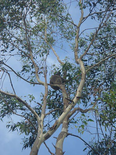 Koala aufem Baum.