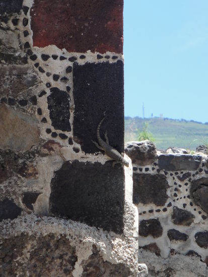 Eine Eidechse (extra fuer Elia fotografiert), vermutlich einer der wenigen uebriggebliebenen Bewohner.