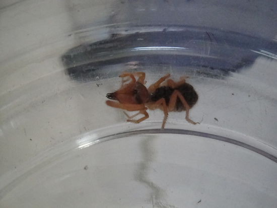 Elia, die junge Spinne haben wir fuer Dich extra noch abgeknipst.