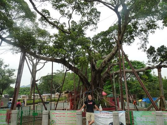 The Wishing Tree