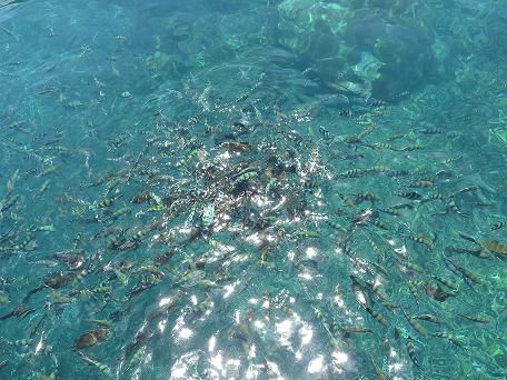 Fische - die gerade von unserem Guide Spiegelei bekommen haben