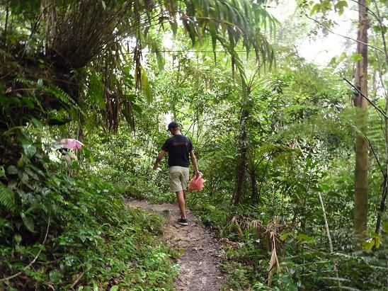 Jungle Trekking Tour