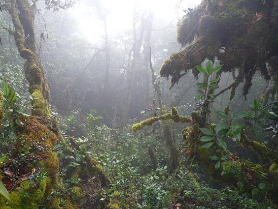 Der älteste Regenwald der Welt - BEEINDRUCKEND
