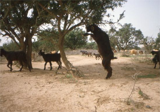 Baumziegen auf der Strasse nach Taroudant