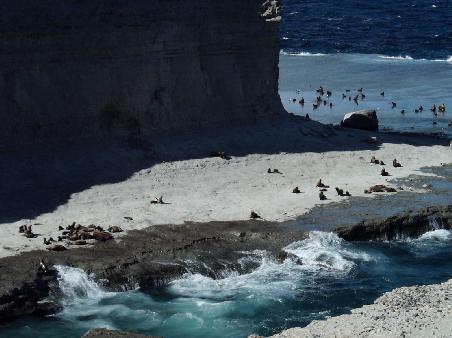 Die Seeloewen am Punta Piramides
