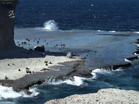 Die Seeloewen am Punta Piramides